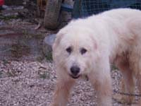 abruzzese shepherd dog long haired